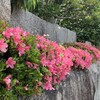蜂刺されアレルギー