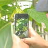 熱帯植物園