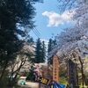 悠久山公園の桜は満開です/2021年の4月10日のようすをお届け