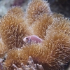 Orange anemonefish / セジロクマノミ
