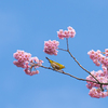 椿寒桜にメジロが少々