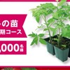 当選したトマトの苗植え