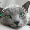 【連載】ねこでもわかる！よく伝わるグラフの描き方！！「第４回　散布図の描き方（１）」＋疑似相関・相関係数について
