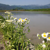 尻踏みと田植えの日々