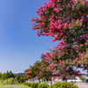 サルスベリ咲く夏