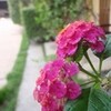 撮りかたを変えてクールイメージのエビ＆ラジアルファイルフィッシュ