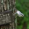 ７月７日のゴジュウカラ