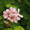 7月30日　花を撮ってきた