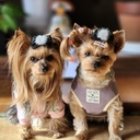 ルルの散歩日記