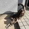 久しぶりの肉体労働