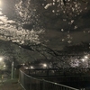 夜桜を見に