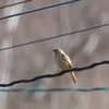 ミノルタレンズで撮る久しぶりの野鳥撮影