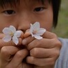 和宏さんの花巡礼「仁淀の桜」　池川の河川敷