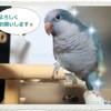 鎖に繋がれ南京錠をかけられた「モモイロインコ」