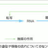 じじぃの「タンパク質の設計図・セントラルドグマってなあに？分子生物学」