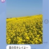 お花見ドライブ