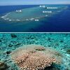 沖ノ鳥島のサンゴは93種