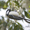 四十雀（シジュウカラ）♀