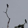 シラヒゲカンムリアマツバメ(Moustached Tree-swift)