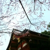 #浅草寺#完桜