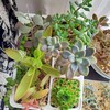 🌵多肉植物   秋の植え替え作業⑧🌵