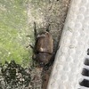 カブトムシにセミ