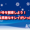 寒い冬を観察しよう！冬は素敵なキレイがいっぱいです