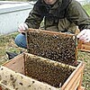 校舎屋上で養蜂の試み…鳥取環境大