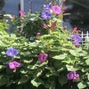 琉球朝顔
