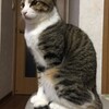 ファンヒーターの上に！？：ねこ：保護猫日記。2歳7ヵ月（131週）