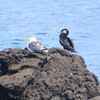 利尻島の夏は海鳥の楽園であった（利尻島一周サイクリング）