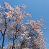 曼殊院 京都 紅葉 見頃時期は？