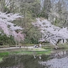 令和７年　千秋公園桜まつり（秋田県秋田市）