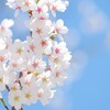 特別な桜。