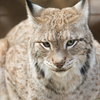 シベリアオオヤマネコ Lynx lynx