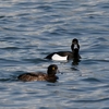 2023.3.11　安威川畔”水辺の野鳥たち”.....15選