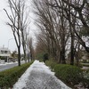 千川上水_武蔵野大学付近_雪（東京都武蔵野市）