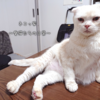 残暑の休日、愛猫シャロンを思い出す。