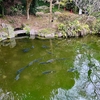 鹿児島城の御池（鹿児島県鹿児島）