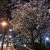 『夜桜をみる』