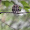 Dark-eyed Junco