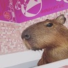 原宿かわいい動物園のクーポン【最大42%割引】動物カフェ入場料30分・予約不要