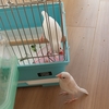 うちの白文鳥達