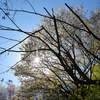 空と桜と新緑と　Ⅱ