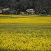 国東半島をいろどる菜の花畑　大分県豊後高田市田染