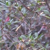 ミナミオジロムシクイ Kloss's Leaf Warbler