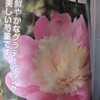 毎年花が咲く宿根草芍薬白に桃花種