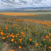 カリフォルニアポピーの季節