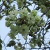 「御衣黄」の桜と、名残り桜。
