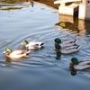 身近な鳥の写真集（その２）　　（第1292回）